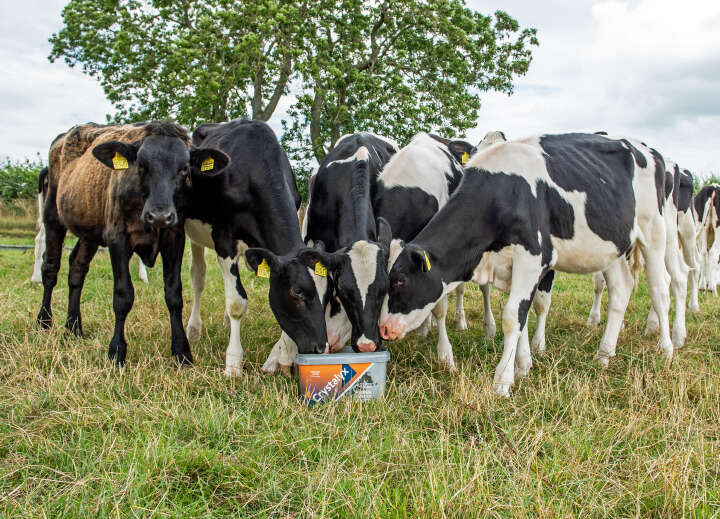 CRYSTALYX Rumilyx (Grau)